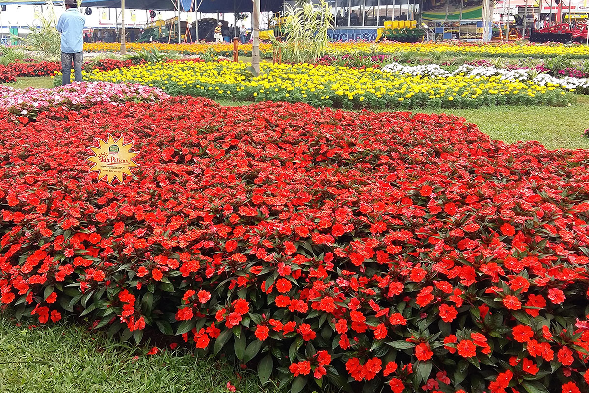 Sunpatiens É Flor De Sol Pleno E Aguenta Calor - Minhas Plantas