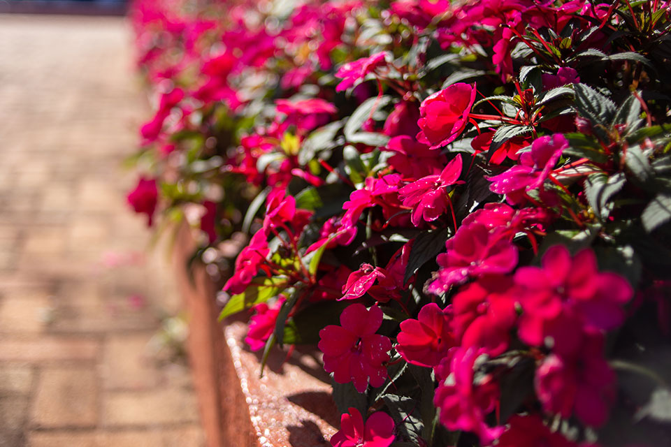 CULTIVANDO: SunPatiens e Impatiens 