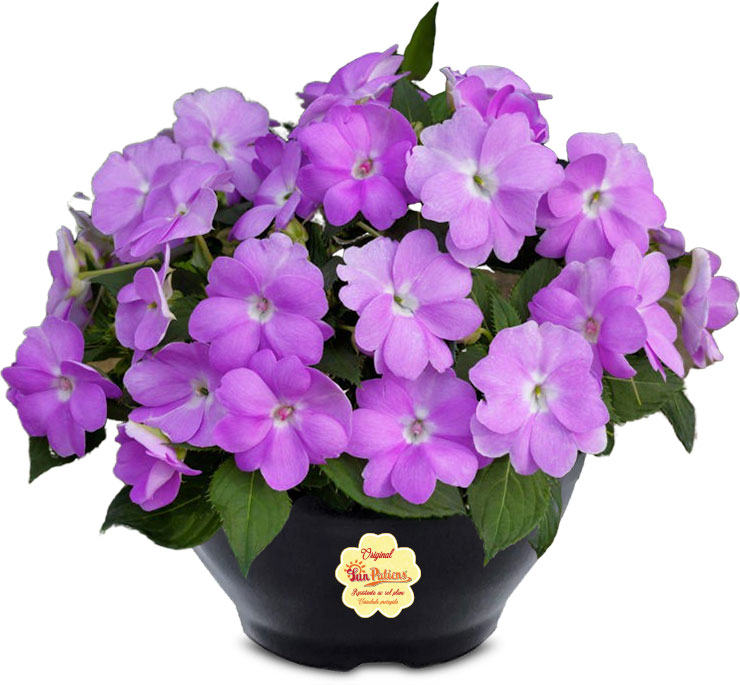 SunPatiens - Cuia