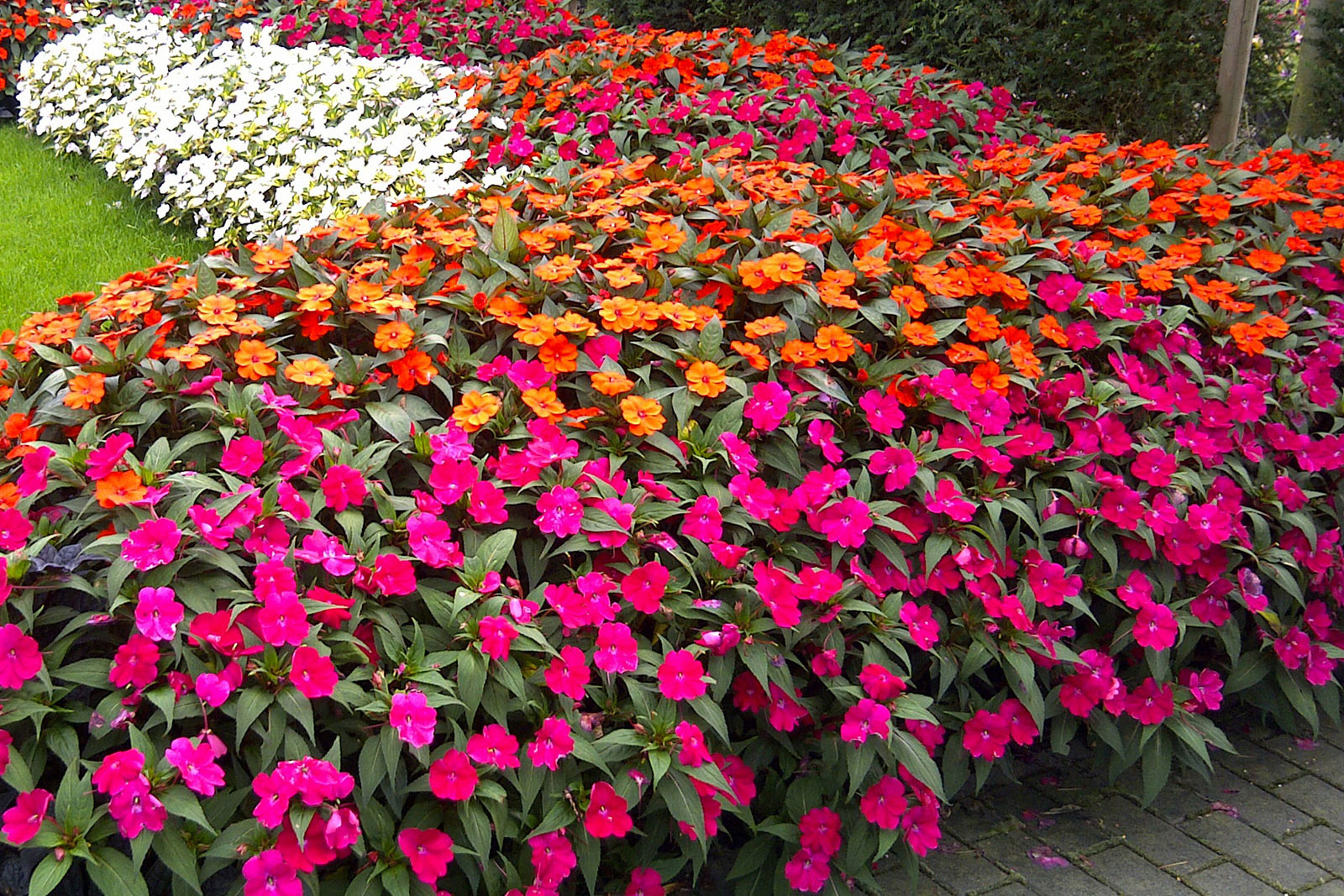 sunpatiens-forracao-01-1.jpg