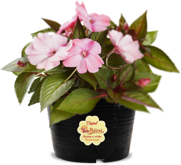 SunPatiens - Potes 13 a 15