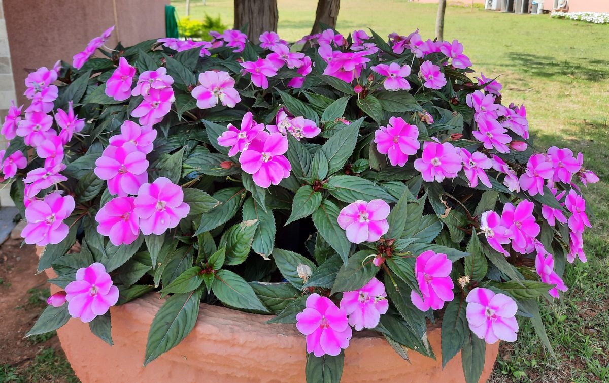 A flor do peão que cresce em um jardim do verão.