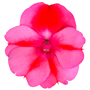 Compact Red Candy